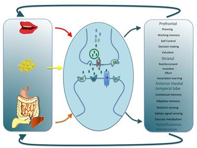 Dopamine Adaptations as a Common Pathway for Neurocognitive Impairment in Diabetes and Obesity: A Neuropsychological Perspective